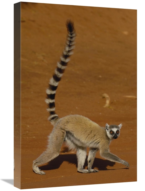 Global Gallery GCS-453236-1624-142 16 x 24 in. Ring-Tailed Lemur Walki