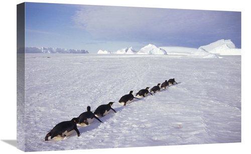 Global Gallery GCS-451117-1624-142 16 x 24 in. Emperor Penguins Tobogg