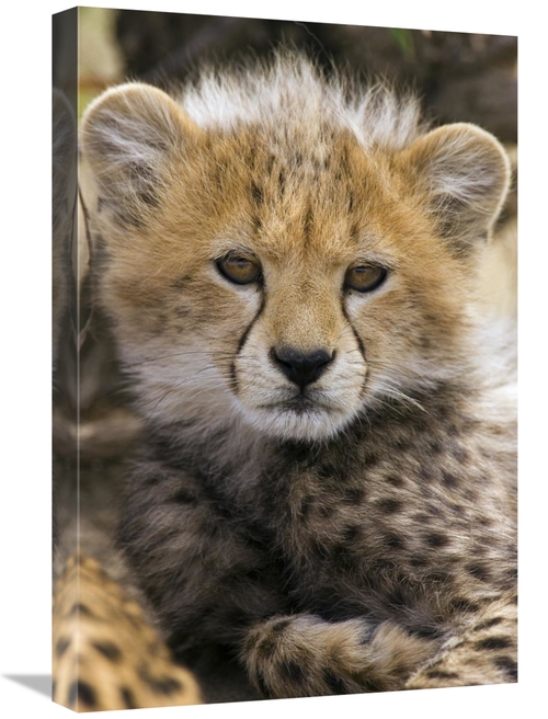 Global Gallery GCS-395838-1624-142 16 x 24 in. Cheetah Ten to Twelve W