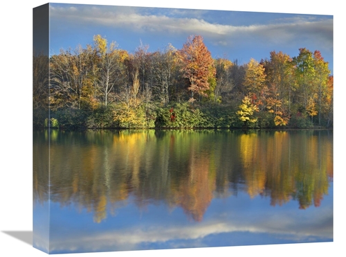 Global Gallery GCS-396974-16-142 16 in. Deciduous Forest in Autumn Alo