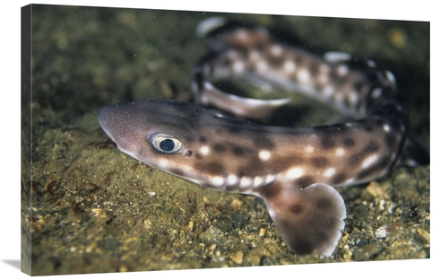 Global Gallery GCS-397675-2436-142 24 x 36 in. Coral Catshark, Lem