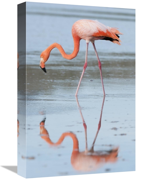 Global Gallery GCS-395613-1218-142 12 x 18 in. Greater Flamingo Foragi