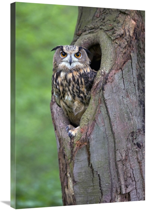 Global Gallery GCS-398016-2436-142 24 x 36 in. Eurasian Eagle-Owl Look