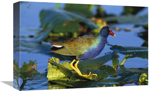 Global Gallery GCS-453277-1218-142 12 x 18 in. Purple Gallinule Standi