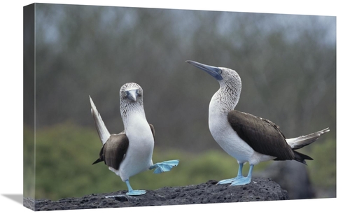 Global Gallery GCS-451783-1624-142 16 x 24 in. Blue-Footed Booby Court