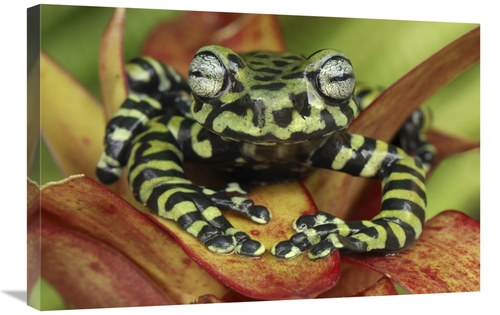 Global Gallery GCS-397655-2030-142 20 x 30 in. Tigers Treefrog on Brom