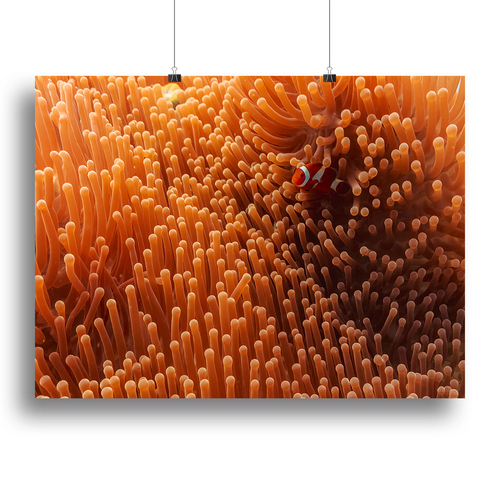 Hide And Seek Canvas Print or Poster