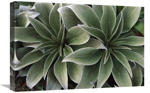 Global Gallery GCS-451591-1624-142 16 x 24 in. Megaherb Growing in Exp