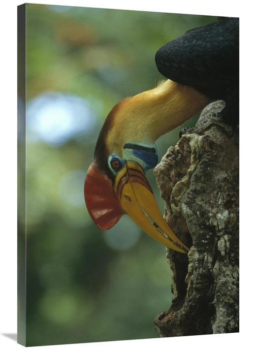 Global Gallery GCS-451135-2436-142 24 x 36 in. Sulawesi Red-Knobbed Ho