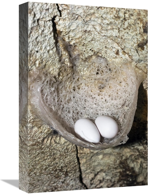 Global Gallery GCS-453627-1218-142 12 x 18 in. Edible-Nest Swiftlet Ne