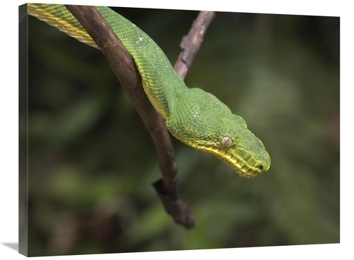 Global Gallery GCS-396057-2432-142 24 x 32 in. Emerald Tree Boa in Tre