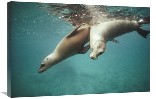 Global Gallery GCS-451313-2436-142 24 x 36 in. California Sea Lion Juv