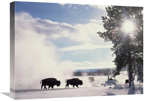 Global Gallery GCS-396556-1824-142 18 x 24 in. American Bison in Winte