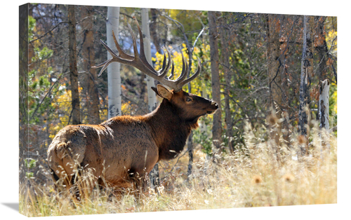 Global Gallery GCS-486447-30-142 30 in. Bull Elk in the Forest Art Pri