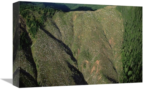 Global Gallery GCS-397739-1218-142 12 x 18 in. Clear Cutting, Olym