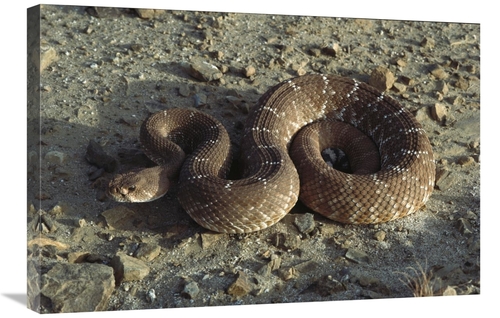 Global Gallery GCS-450733-2030-142 20 x 30 in. Red Rattlesnake, Ba