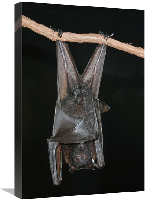 Global Gallery GCS-397285-1624-142 16 x 24 in. Large Flying Fox Roosti