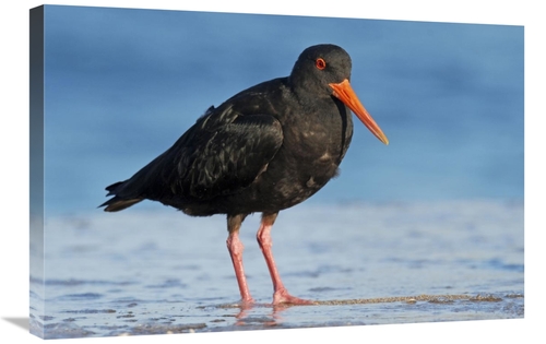 Global Gallery GCS-397466-2030-142 20 x 30 in. Variable Oystercatcher&