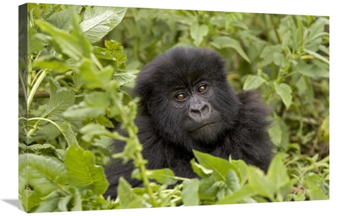 Global Gallery GCS-395340-2030-142 20 x 30 in. Mountain Gorilla Juveni