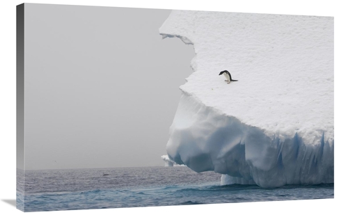 24 x 36 in. Adelie Penguin on Edge of Iceberg, Paulet Island, 