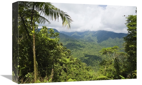 Global Gallery GCS-452692-1218-142 12 x 18 in. Mountain Rainforest&#44