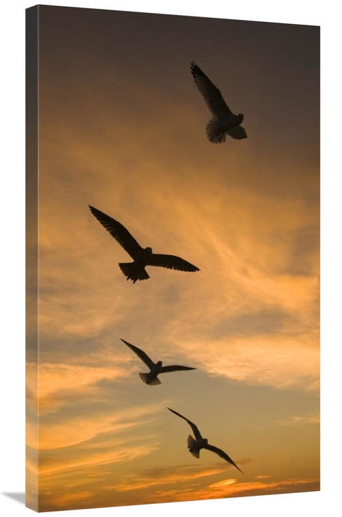 Global Gallery GCS-453348-36-142 36 in. Mew Gull Group Silhouetted At 