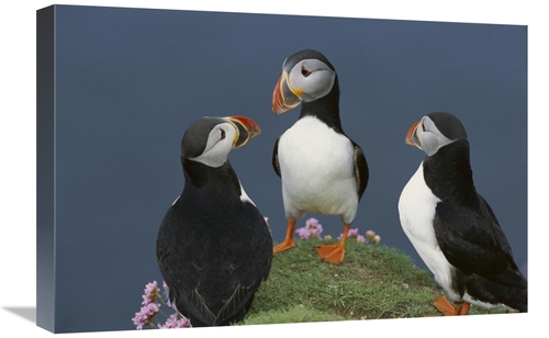 Global Gallery GCS-451773-1624-142 16 x 24 in. Atlantic Puffin Group C