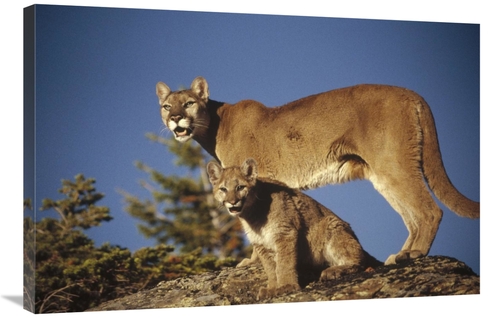 Global Gallery GCS-396867-2436-142 24 x 36 in. Mountain Lion or Cougar