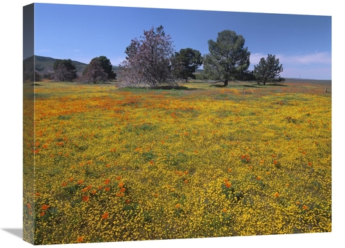 Global Gallery GCS-396968-1824-142 18 x 24 in. California Poppy & Erio