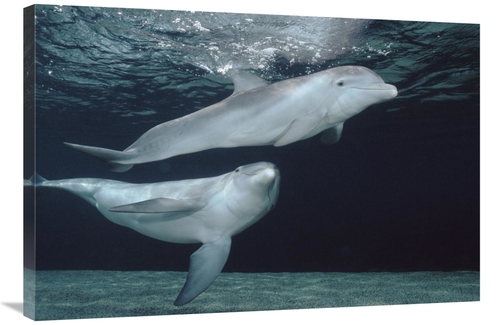 Global Gallery GCS-450664-2436-142 24 x 36 in. Bottlenose Dolphin Unde