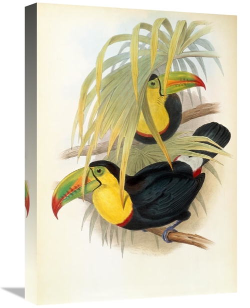 Global Gallery GCS-282143-22-142 22 in. Short Billed Toucan Art Print 