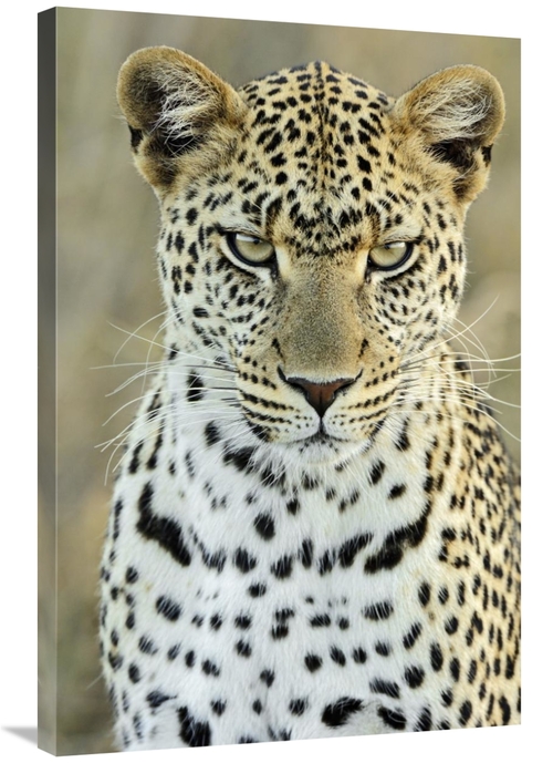 24 x 36 in. Leopard Female, Serengeti National Park, Tanzania 