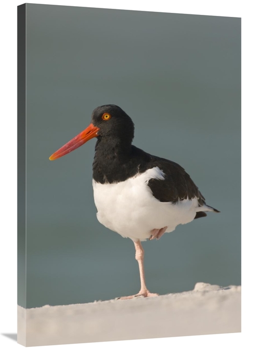 Global Gallery GCS-397349-2436-142 24 x 36 in. American Oystercatcher&