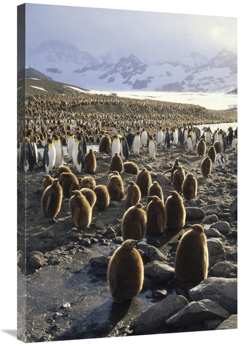 Global Gallery GCS-451114-2436-142 24 x 36 in. King Penguin Colony Alo