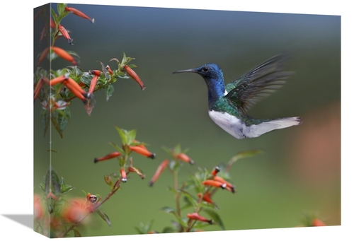 12 x 16 in. White-Necked Jacobin Hummingbird, Male Foraging, C