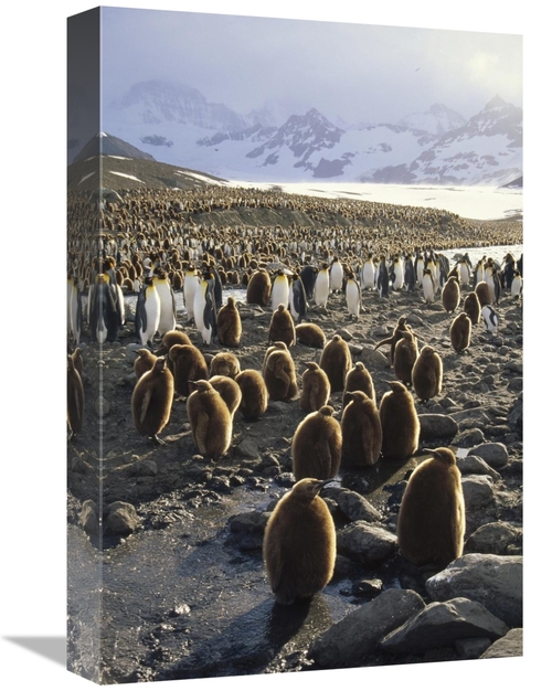 Global Gallery GCS-451114-1218-142 12 x 18 in. King Penguin Colony Alo