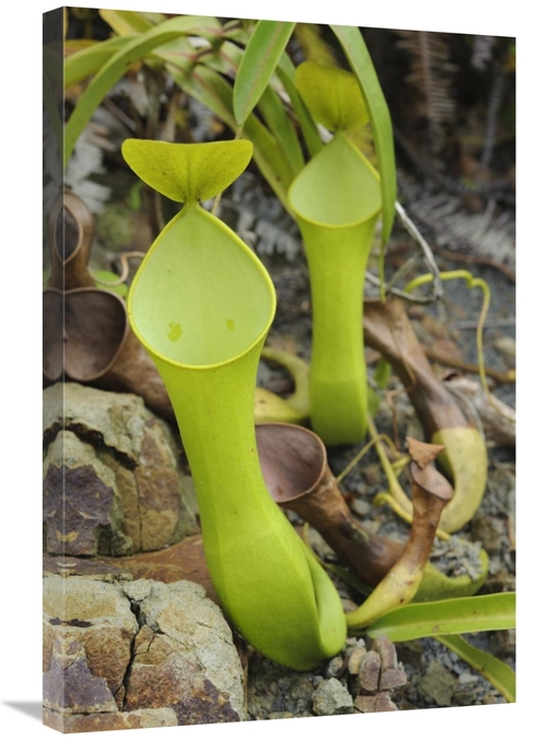 Global Gallery GCS-397563-2030-142 20 x 30 in. Reinwardts Pitcher Plan