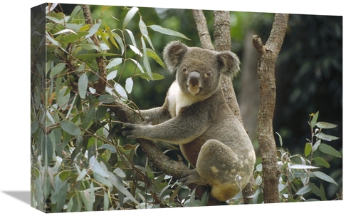 Global Gallery GCS-452882-1218-142 12 x 18 in. Koala Male in Eucalyptu
