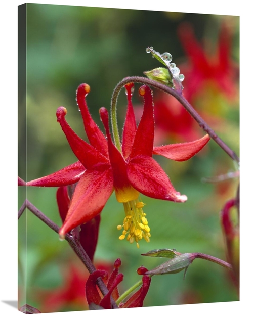 Global Gallery GCS-452002-2432-142 24 x 32 in. Wild Columbine with Dro