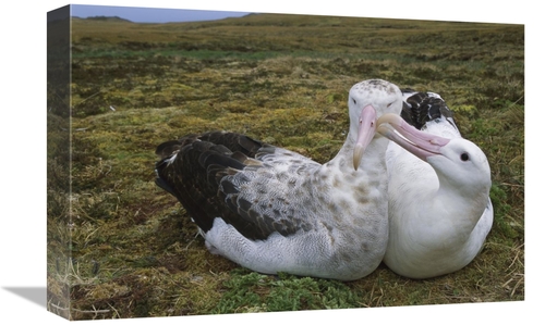 Global Gallery GCS-451803-1218-142 12 x 18 in. Tristan Albatross Male 