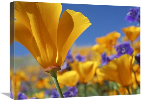 18 x 24 in. California Poppy Flowers, Antelope Valley, Califor