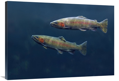 Global Gallery GCS-452185-40-142 40 in. Rainbow Trout Pair Swimming Un