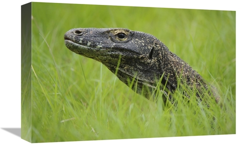 Global Gallery GCS-397551-1218-142 12 x 18 in. Komodo Dragon in Grass&