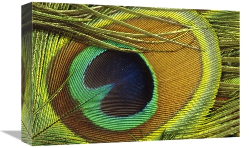 Global Gallery GCS-395773-1218-142 12 x 18 in. Indian Peafowl Male Dis