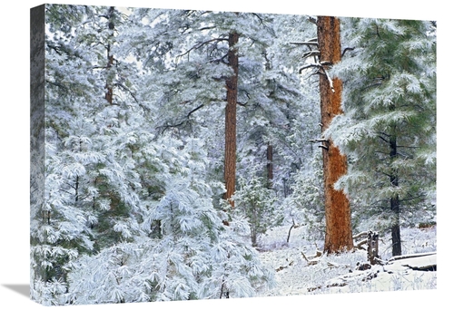 Global Gallery GCS-396712-1824-142 18 x 24 in. Ponderosa Pine Forest i