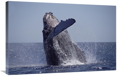 Global Gallery GCS-451037-2436-142 24 x 36 in. Humpback Whale Breachin
