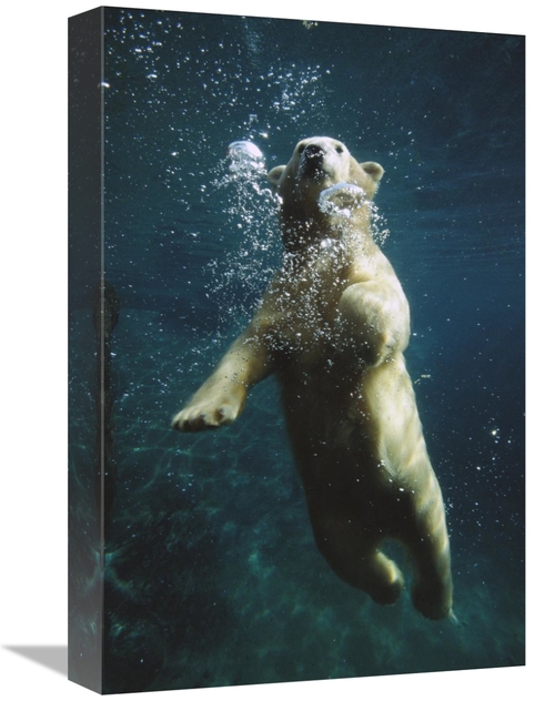 Global Gallery GCS-450841-1218-142 12 x 18 in. Polar Bear Swimming Und