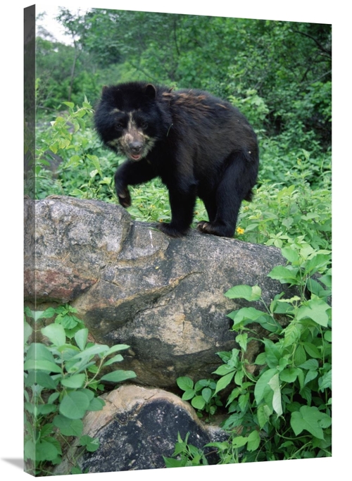 Global Gallery GCS-451464-2436-142 24 x 36 in. Spectacled Bear, Ce