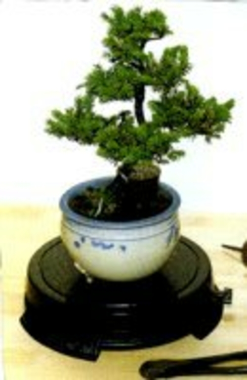 Bonsai TurntableIndoor or Outdoor - 12"