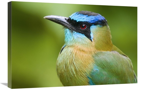 Global Gallery GCS-397274-2030-142 20 x 30 in. Blue-Crowned Motmot&#44
